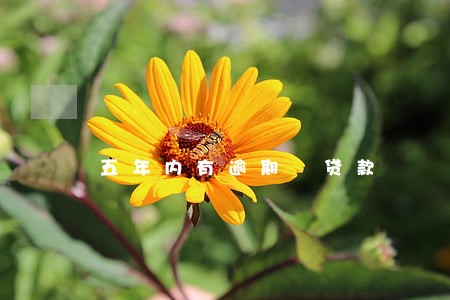 五年内有逾期 贷款 五年内有逾期 贷款